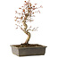 Acer palmatum, 32 cm, ± 15 jaar oud