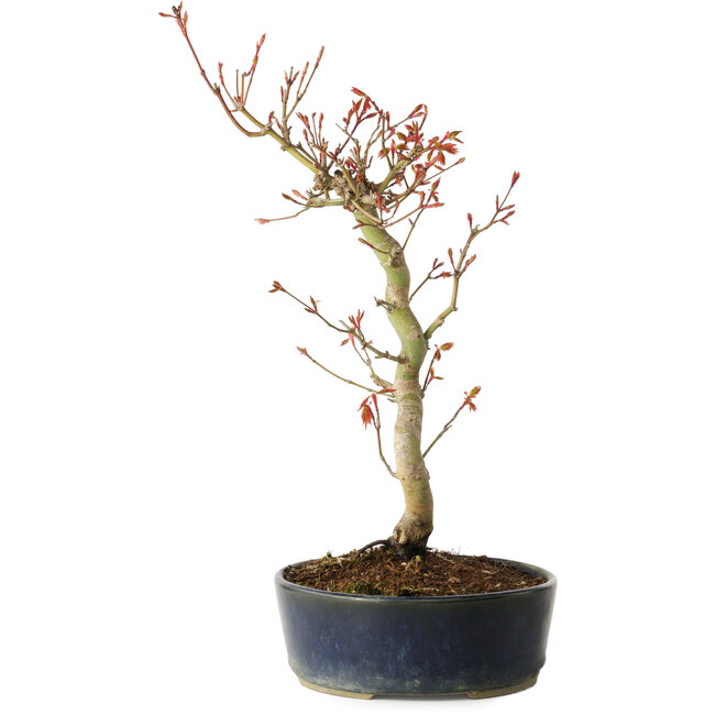 Acer palmatum, 36 cm, ± 15 anni