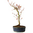 Acer palmatum, 36 cm, ± 15 jaar oud