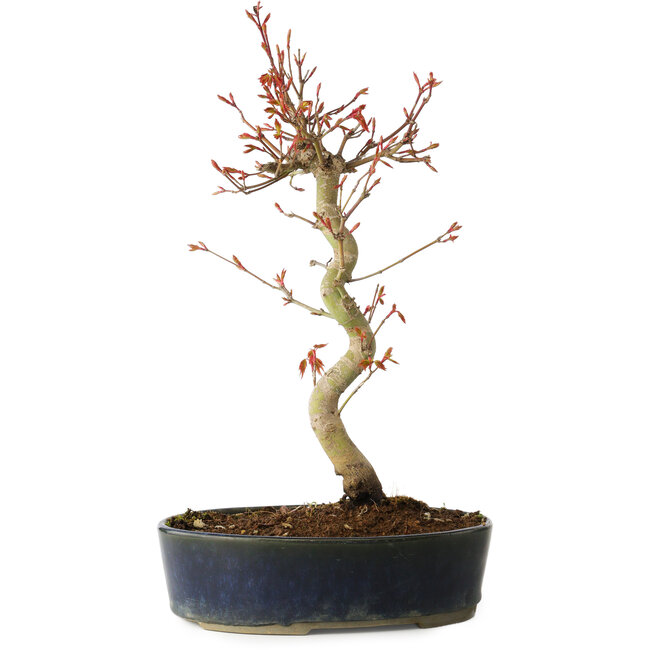 Acer palmatum, 36 cm, ± 15 años