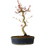 Acer palmatum, 36 cm, ± 15 jaar oud