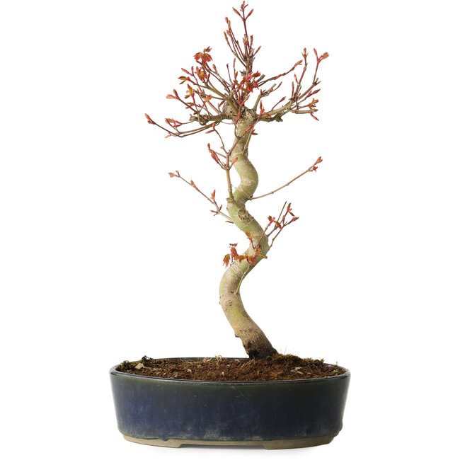 Acer palmatum, 36 cm, ± 15 anni