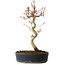 Acer palmatum, 36 cm, ± 15 jaar oud