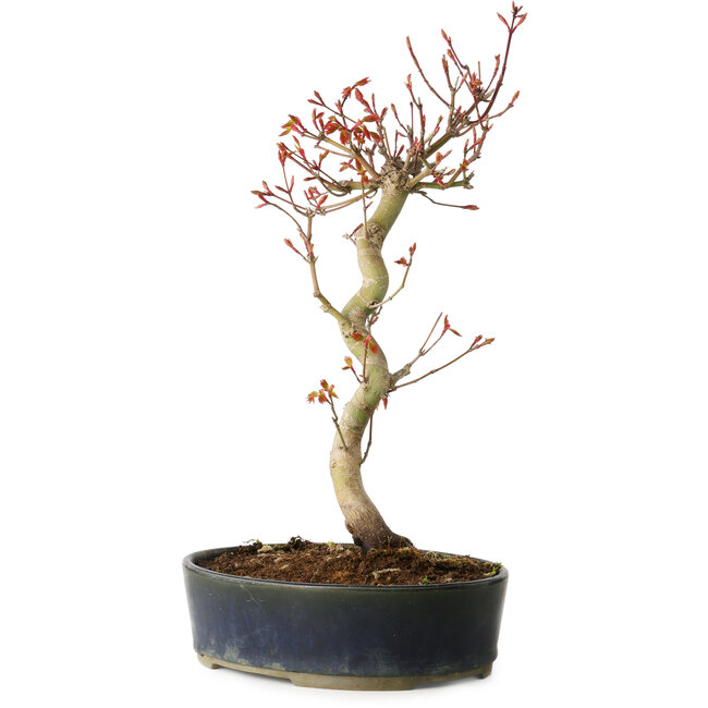 Acer palmatum, 36 cm, ± 15 anni