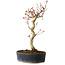 Acer palmatum, 36 cm, ± 15 jaar oud