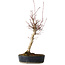 Acer palmatum, 36 cm, ± 15 jaar oud