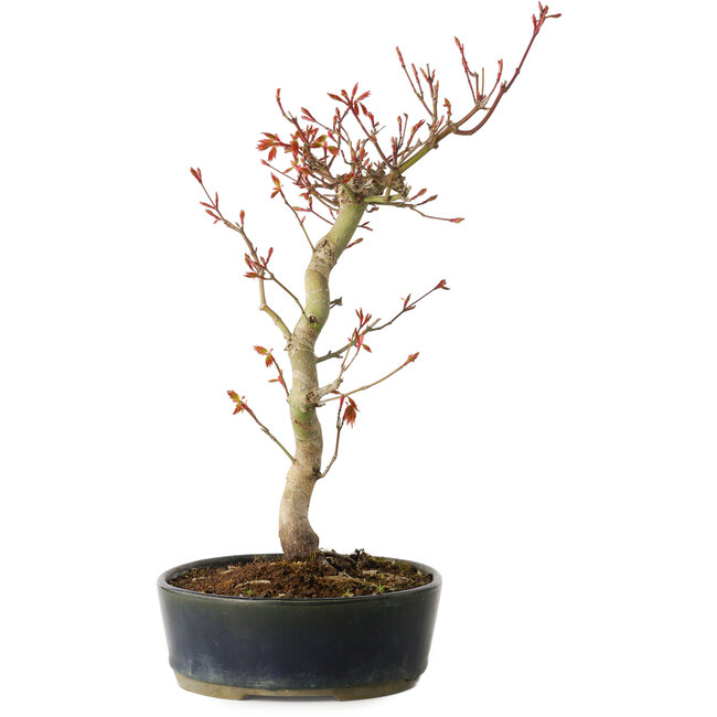 Acer palmatum, 36 cm, ± 15 anni