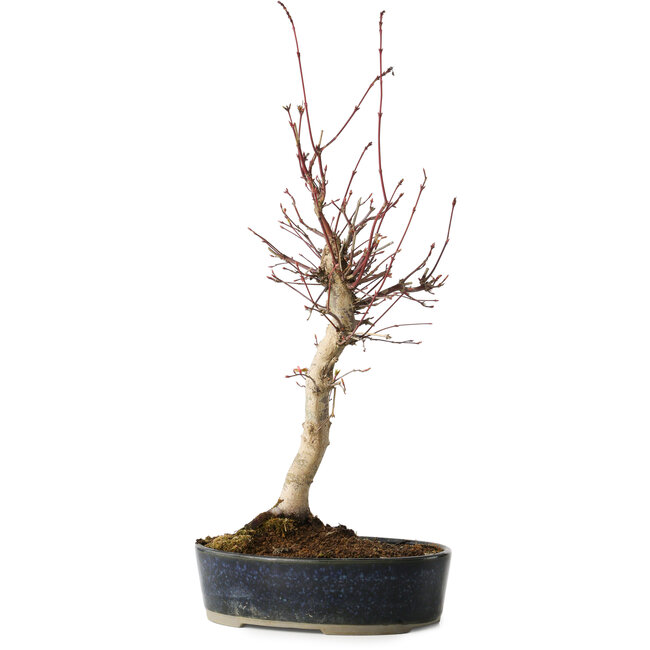 Acer palmatum, 36 cm, ± 15 years old