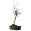 Acer palmatum, 36 cm, ± 15 jaar oud
