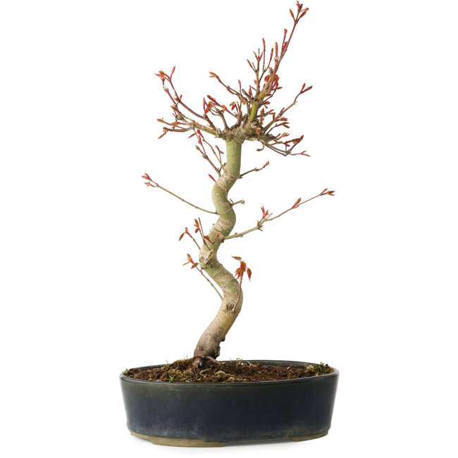 Acer palmatum, 36 cm, ± 15 Jahre alt