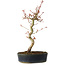 Acer palmatum, 36 cm, ± 15 jaar oud