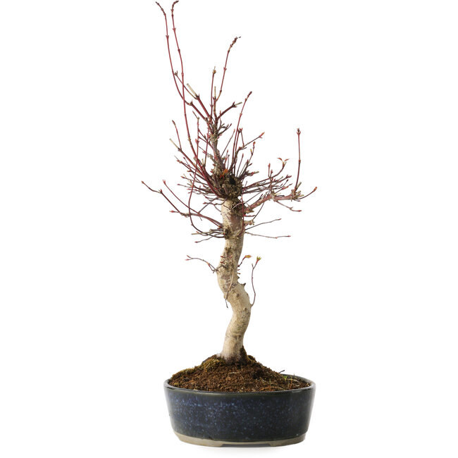 Acer palmatum, 36 cm, ± 15 ans