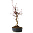 Acer palmatum, 36 cm, ± 15 jaar oud