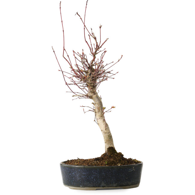 Acer palmatum, 36 cm, ± 15 Jahre alt