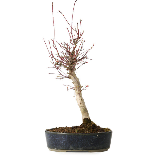 Acer palmatum, 36 cm, ± 15 jaar oud