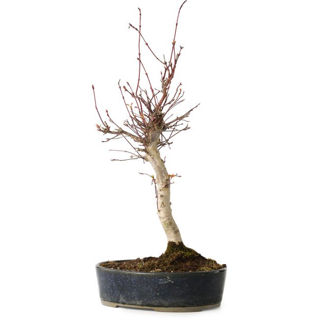 Acer palmatum, 36 cm, ± 15 jaar oud