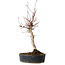 Acer palmatum, 36 cm, ± 15 jaar oud