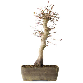 Acer palmatum, 37 cm, ± 15 jaar oud