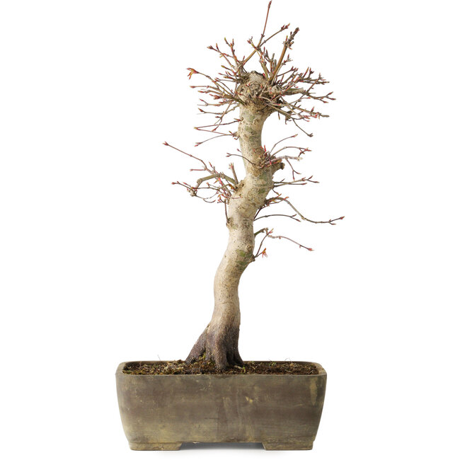 Acer palmatum, 37 cm, ± 15 jaar oud