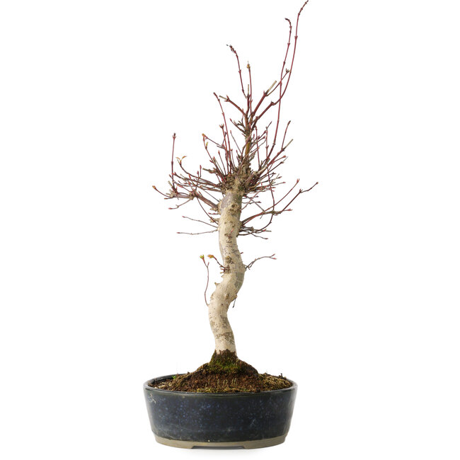 Acer palmatum, 36 cm, ± 15 years old