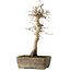 Acer palmatum, 37 cm, ± 15 jaar oud