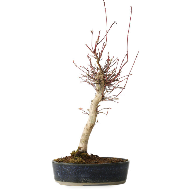 Acer palmatum, 36 cm, ± 15 ans