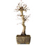 Acer palmatum, 37 cm, ± 15 jaar oud