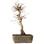 Acer palmatum, 37 cm, ± 15 jaar oud