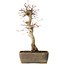 Acer palmatum, 37 cm, ± 15 jaar oud