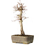 Acer palmatum, 37 cm, ± 15 jaar oud