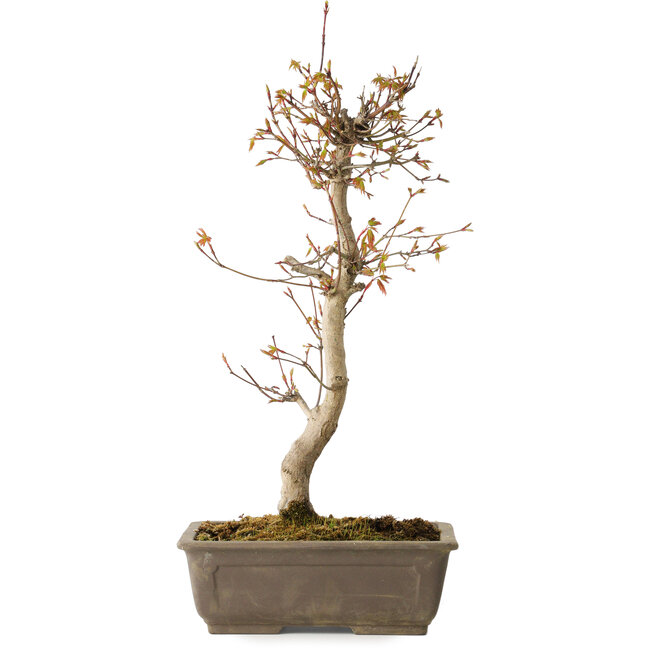 Acer palmatum, 40 cm, ± 15 jaar oud