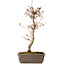 Acer palmatum, 40 cm, ± 15 jaar oud