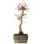 Acer palmatum, 37 cm, ± 15 jaar oud