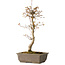 Acer palmatum, 40 cm, ± 15 jaar oud
