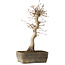Acer palmatum, 37 cm, ± 15 jaar oud