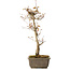 Acer palmatum, 40 cm, ± 15 jaar oud