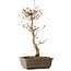 Acer palmatum, 40 cm, ± 15 jaar oud