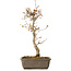 Acer palmatum, 40 cm, ± 15 jaar oud