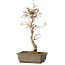 Acer palmatum, 40 cm, ± 15 jaar oud