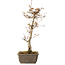 Acer palmatum, 40 cm, ± 15 jaar oud