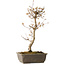 Acer palmatum, 40 cm, ± 15 jaar oud