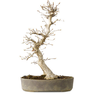 Carpinus coreana, 36 cm, ± 15 jaar oud