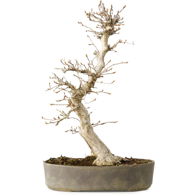 Carpinus coreana, 36 cm, ± 15 jaar oud, met een nebari van 10 cm