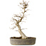 Carpinus coreana, 36 cm, ± 15 jaar oud, met een nebari van 10 cm