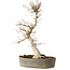 Carpinus coreana, 36 cm, ± 15 jaar oud, met een nebari van 10 cm