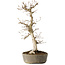 Carpinus coreana, 36 cm, ± 15 ans, avec un nebari de 10 cm