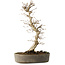 Carpinus coreana, 36 cm, ± 15 ans, avec un nebari de 10 cm
