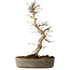 Carpinus coreana, 36 cm, ± 15 jaar oud, met een nebari van 10 cm