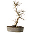 Carpinus coreana, 36 cm, ± 15 jaar oud, met een nebari van 10 cm