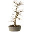 Carpinus coreana, 36 cm, ± 15 jaar oud, met een nebari van 10 cm